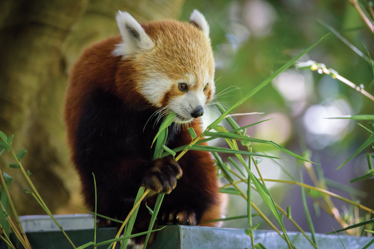 The plight of Red Pandas Perth Zoo